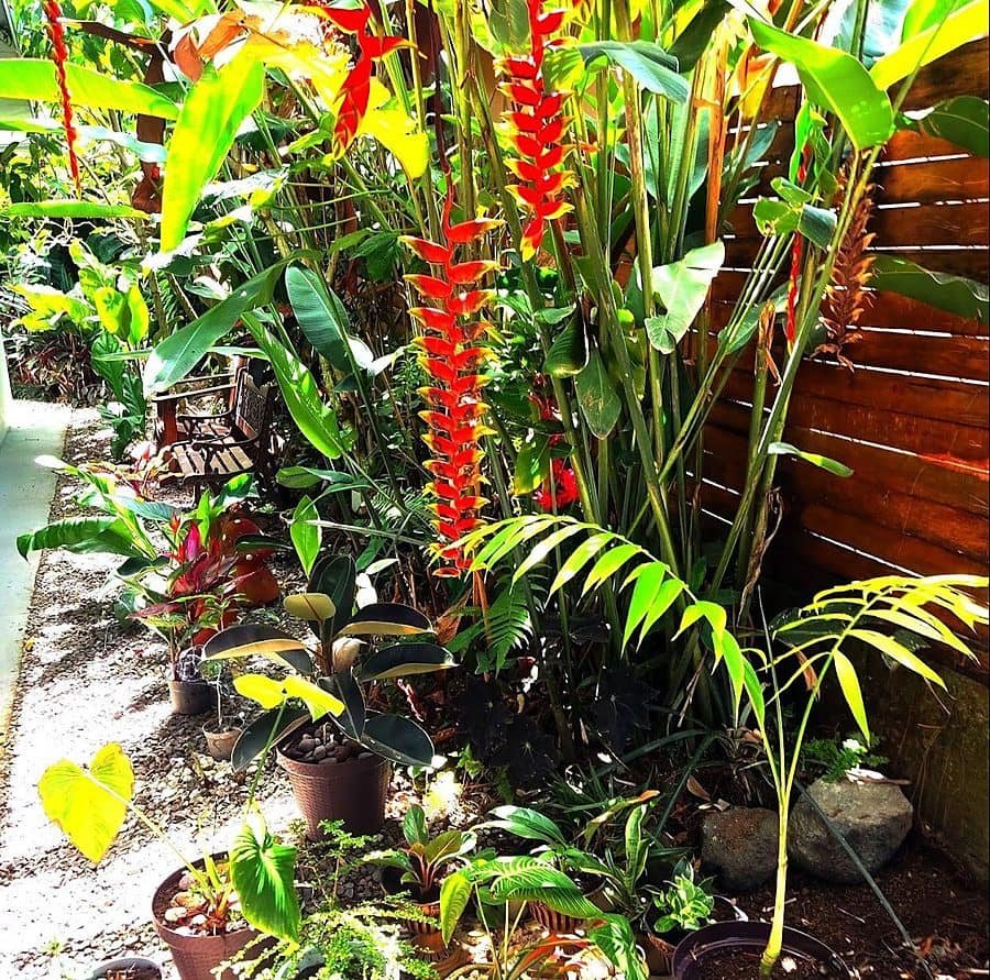 Jardín tropical con heliconias rojas y una banca de madera